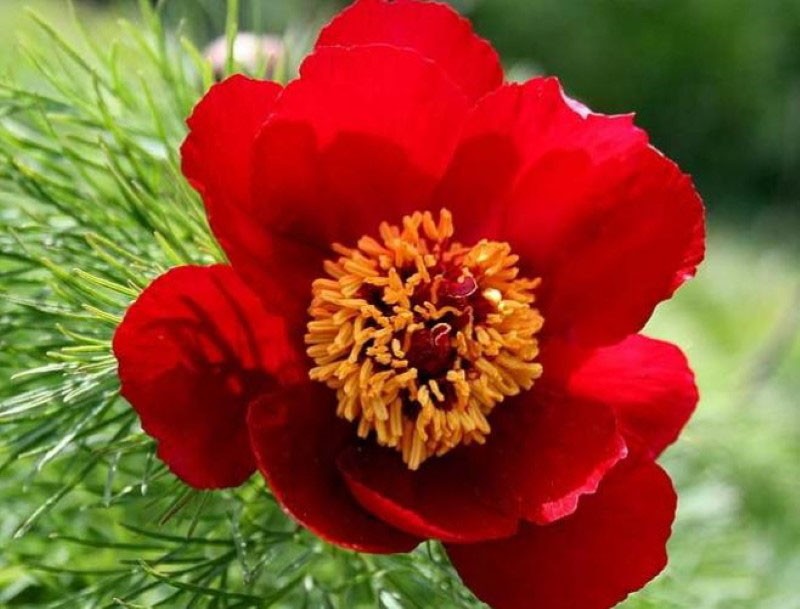 estructura de la flor