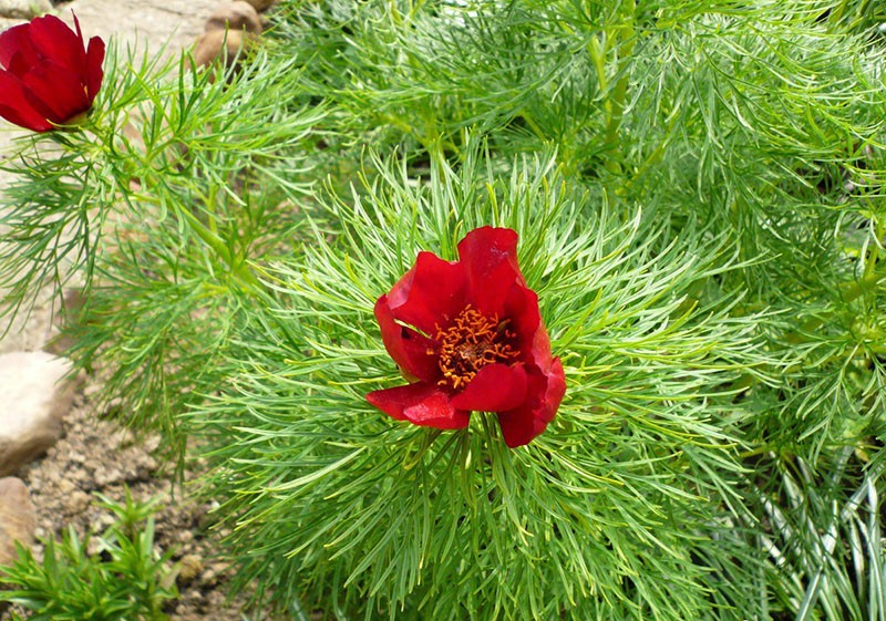 fleur sur un oreiller luxuriant