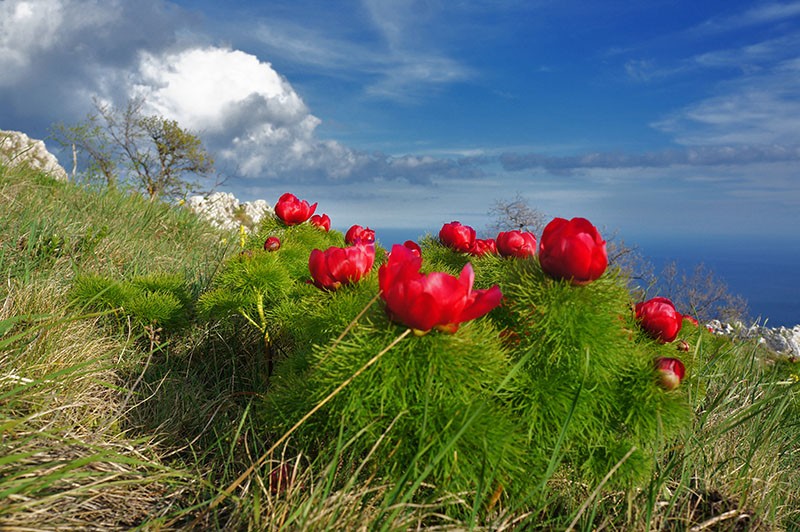 pivoine à feuilles fines dans des conditions naturelles