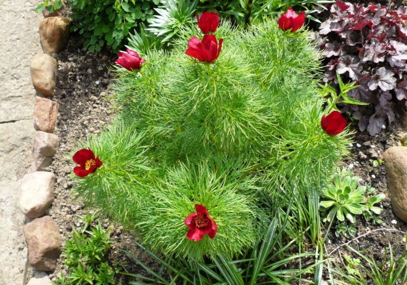 cultivo de Voronets en el país