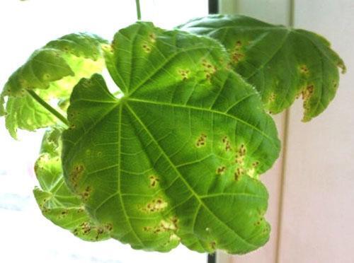 La plante a besoin d'aide