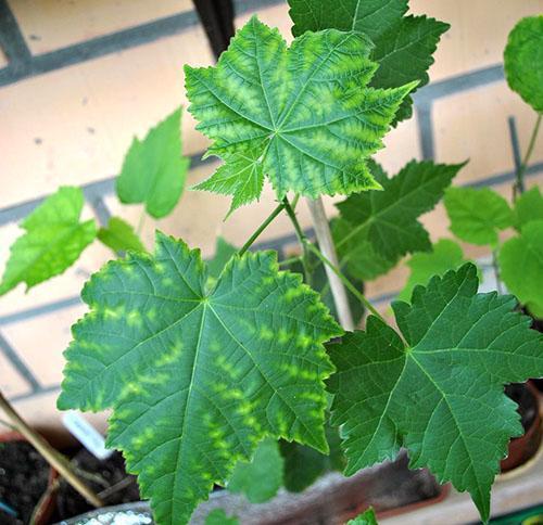 Abutilon manque de fer