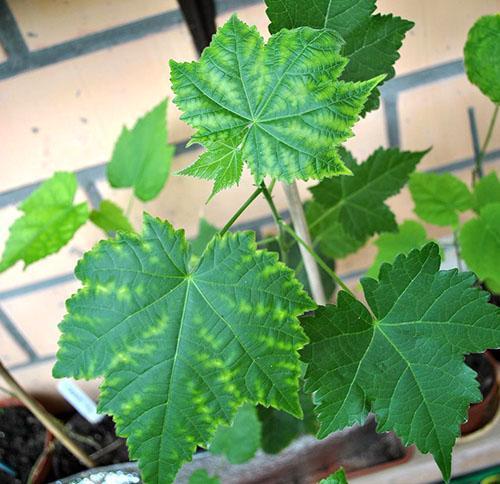 Abutilon carece de hierro