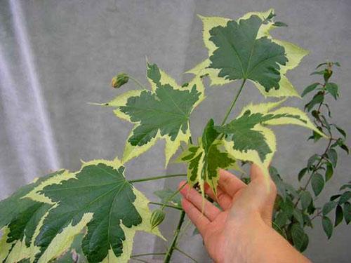 Feuillage ornemental de l'érable domestique