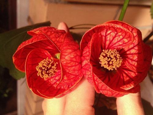 Avec de bons soins, l'abutilone fleurit toute l'année