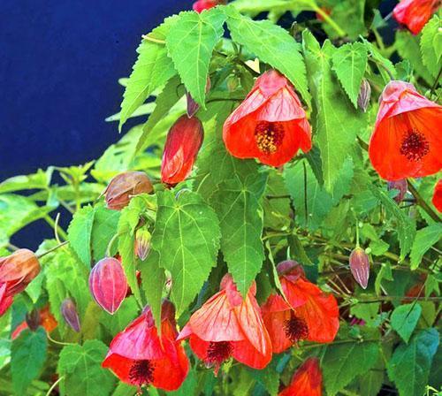 Pour un bon développement des plantes, un sol léger et fertile est nécessaire.