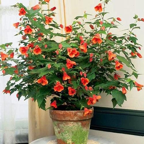 Abutilon préfère la résidence permanente