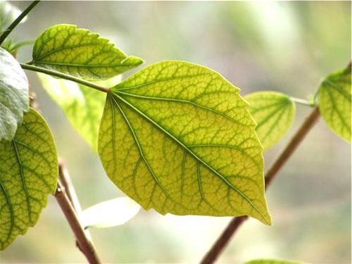 Le feuillage jaune est un signe de maladie des plantes.