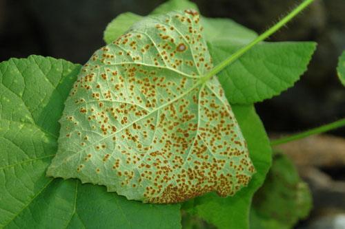 Óxido en hojas de abutilona