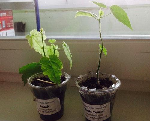 Abutilon endommagé par les tétranyques