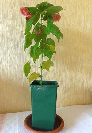 La plante manque d'humidité
