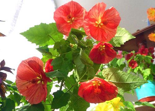 Abutilon d'intérieur plaît aux propriétaires avec sa floraison