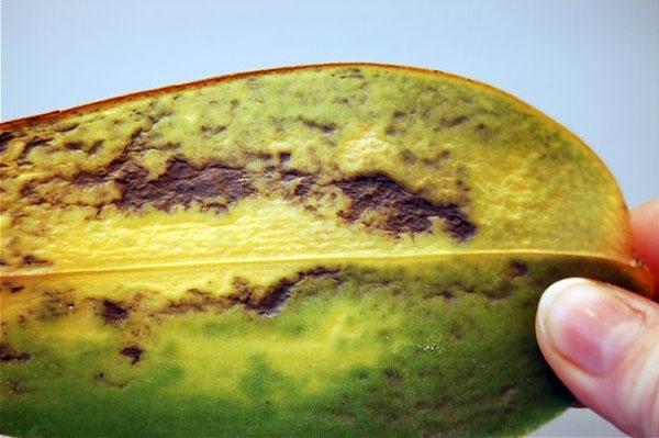 Hoja de orquídea quemada por la luz solar directa