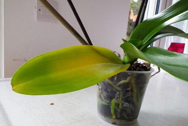 La orquídea debe secarse y trasplantarse con urgencia.