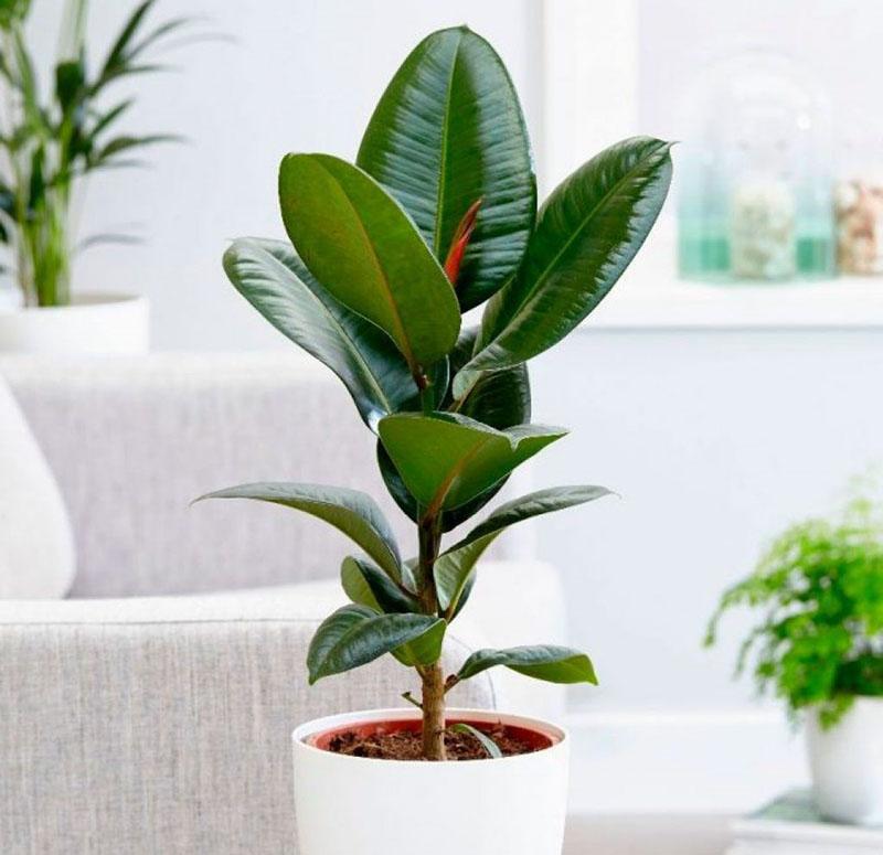 ficus gomoso