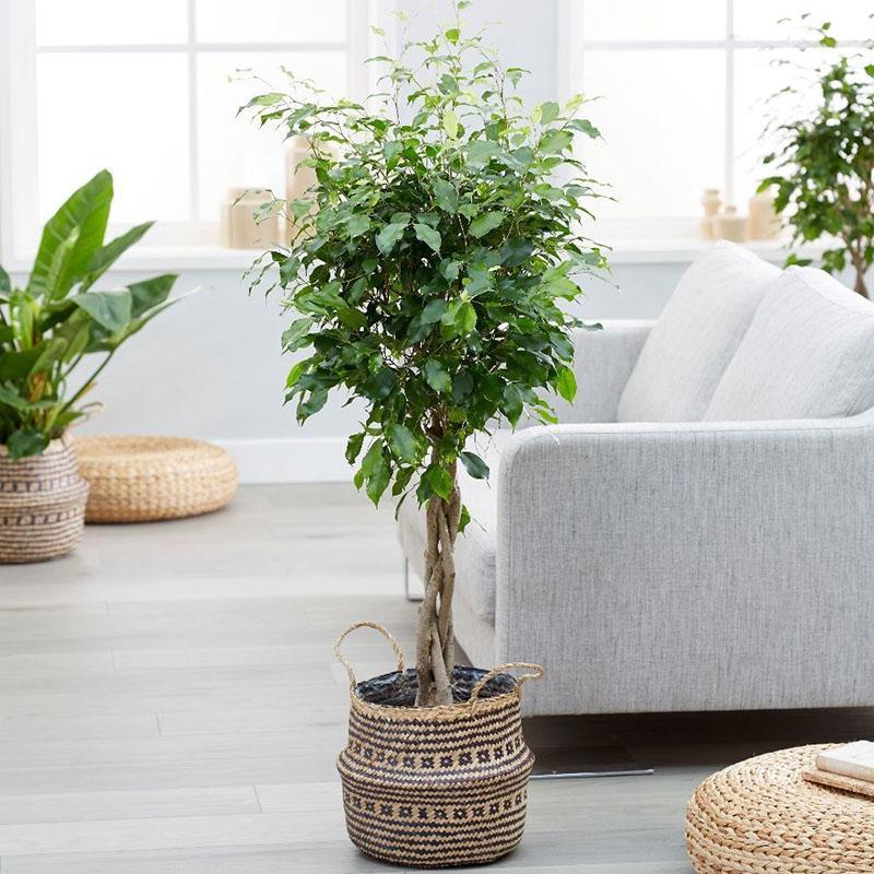 ficus benjamin