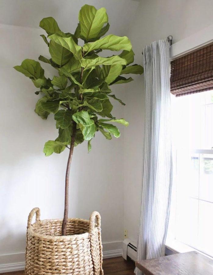 lyre ficus