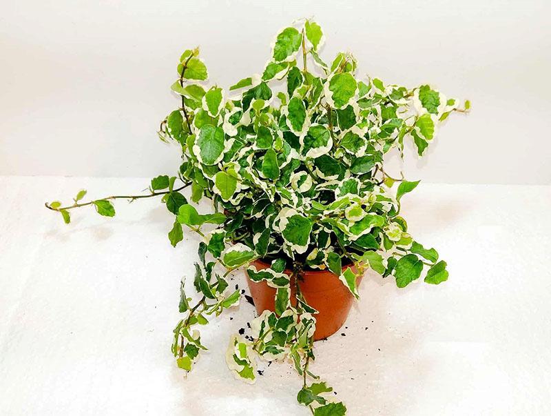 ficus nain