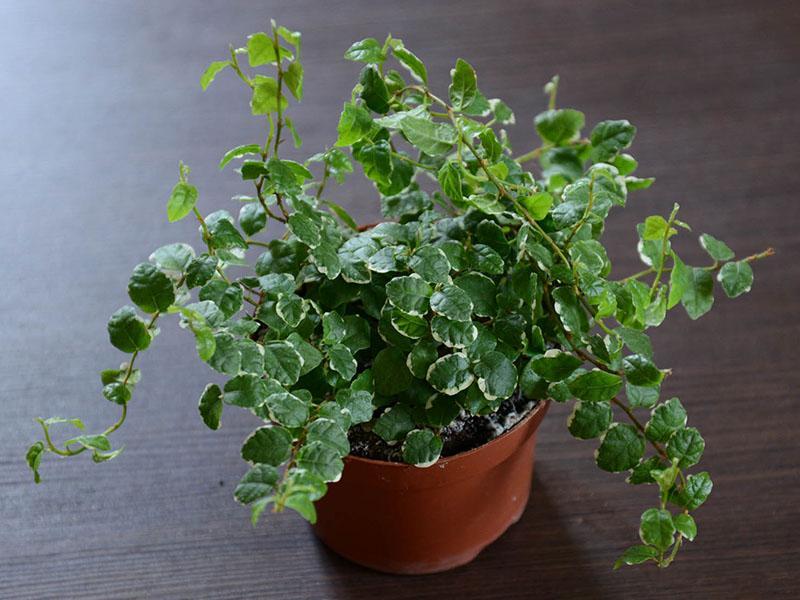 ficus à feuilles de chêne