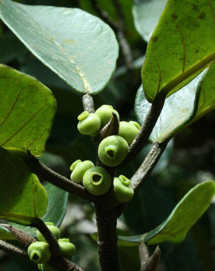 ficus cereza