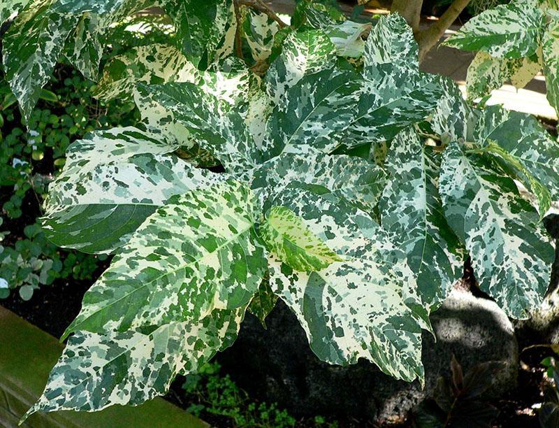 colis ficus