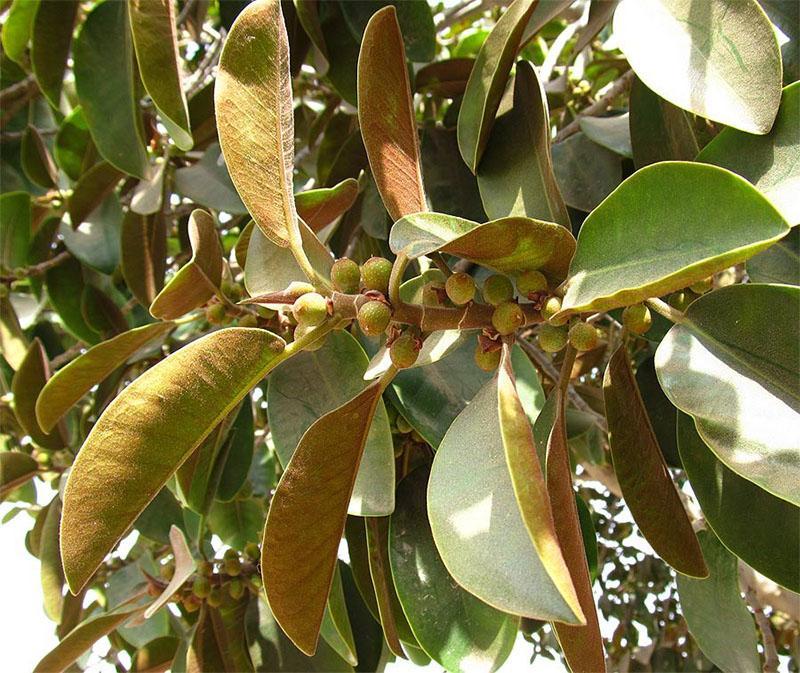 ficus rouillé