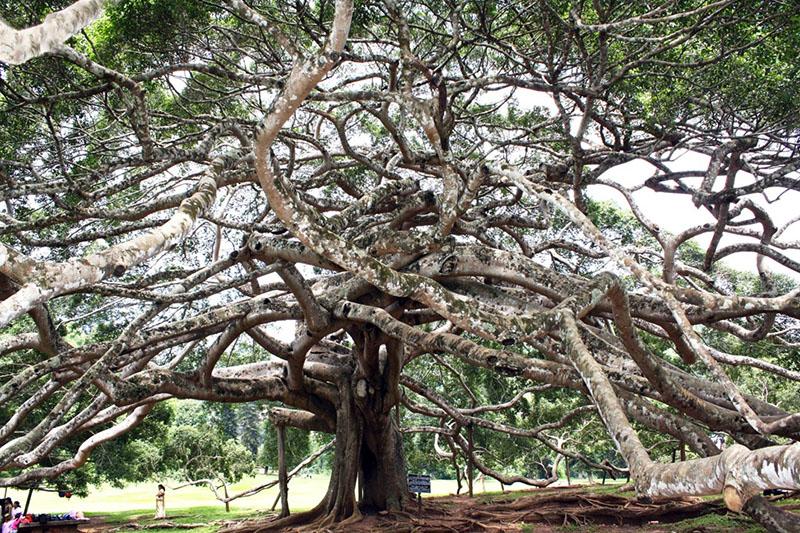 Ficus benjamin au Sri Lanka