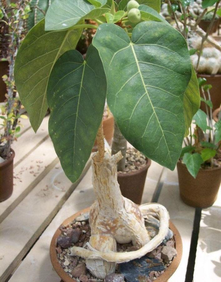 ficus bouteille