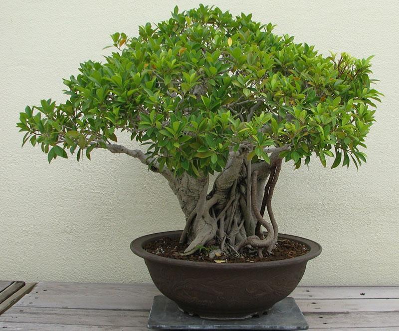 ficus du Bengale