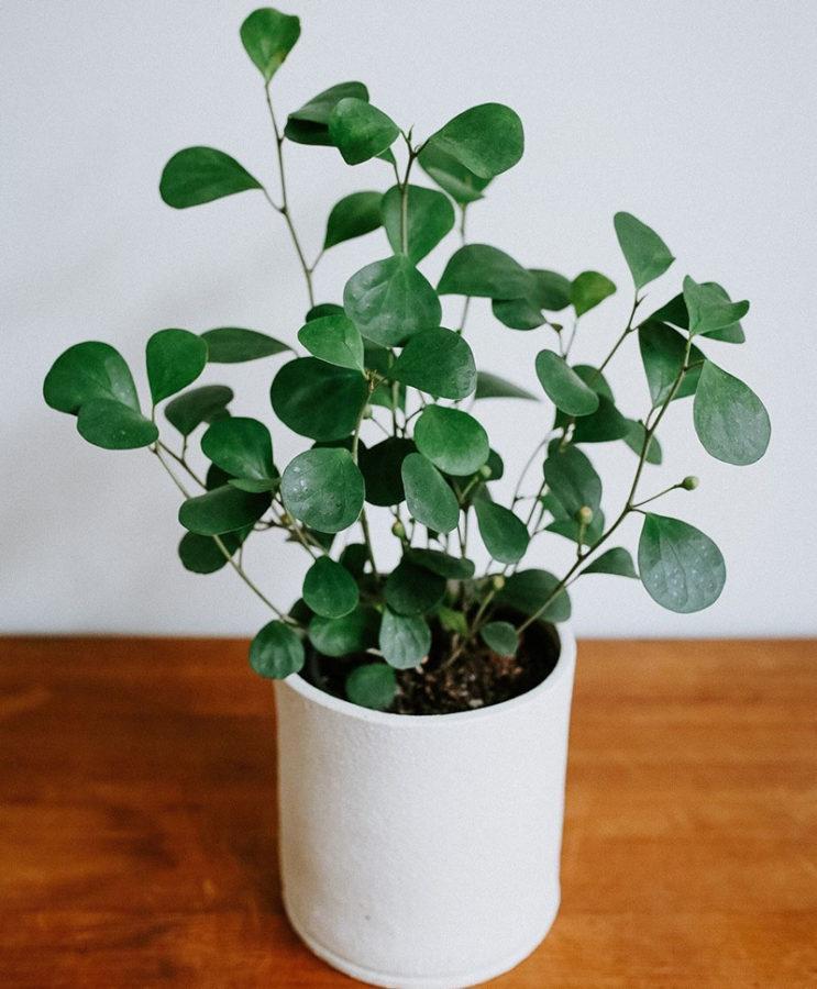ficus deltoïde