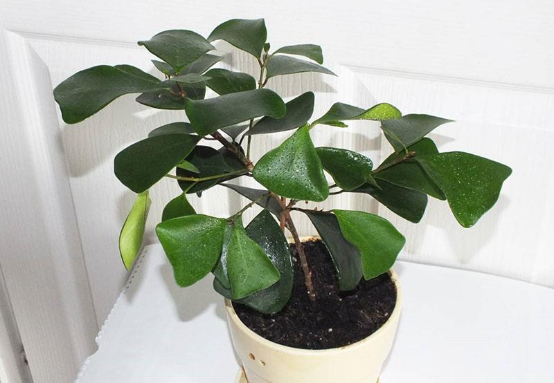 ficus de hojas de cráter