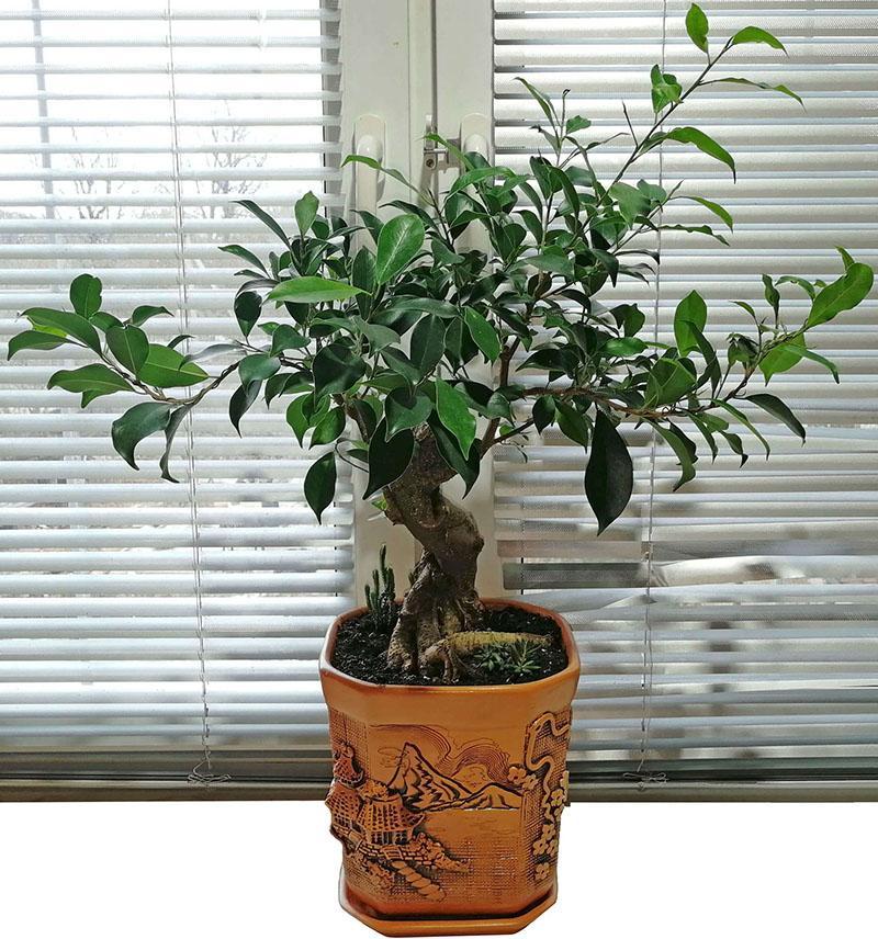 ficus microcarpe