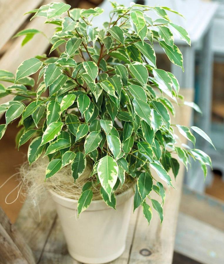 soins ficus à domicile