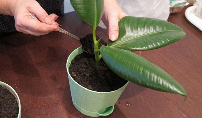 greffe de ficus