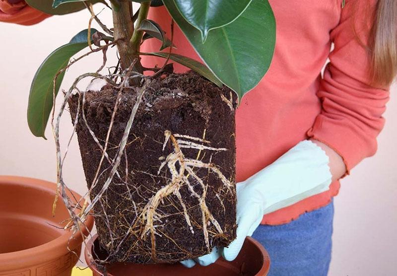 la planta necesita un trasplante