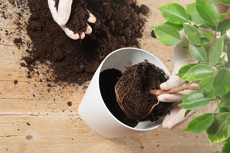 terre pour ficus