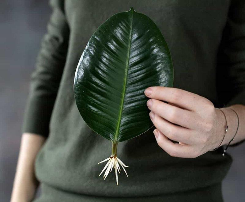 propagation du ficus par boutures feuillues