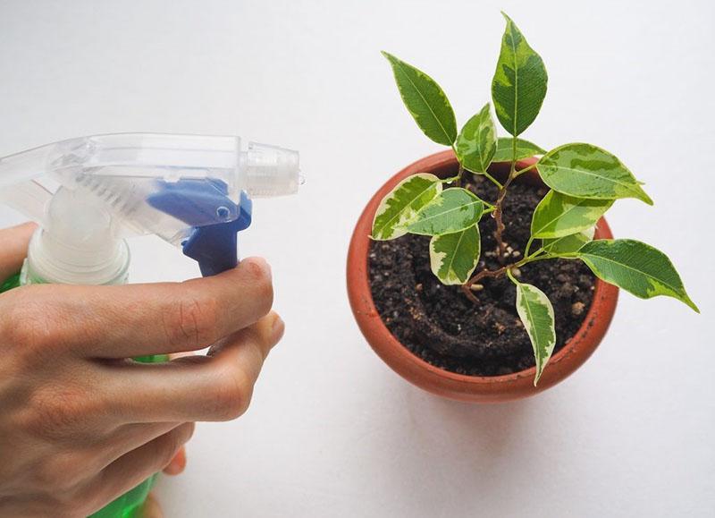 soins ficus à domicile