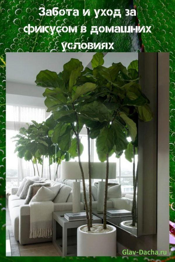 soins ficus à domicile
