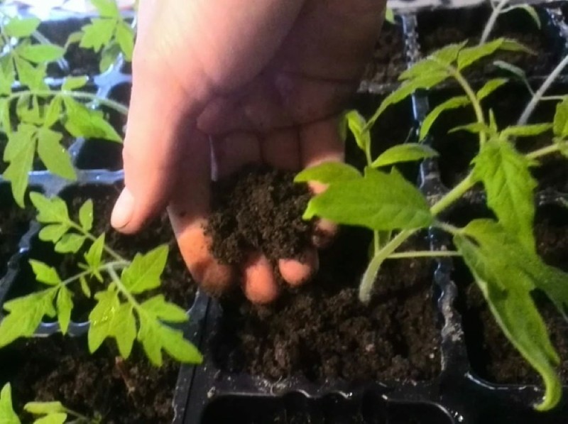 qué tierra se necesita para las plántulas de tomate