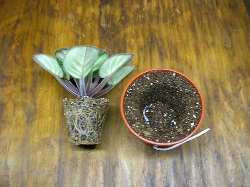 Une plante saine est transplantée dans un pot plus grand