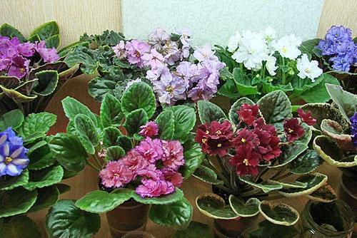 La période de floraison des violettes dure jusqu'à 2 mois