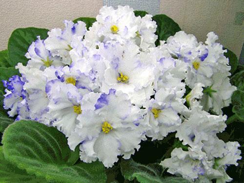 Violette en fleurs - un indicateur d'une famille en bonne santé
