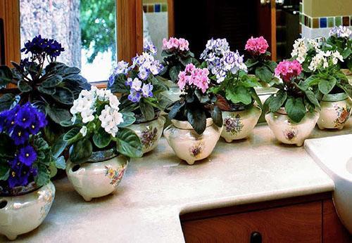Les violettes poussent et fleurissent bien dans de petits pots