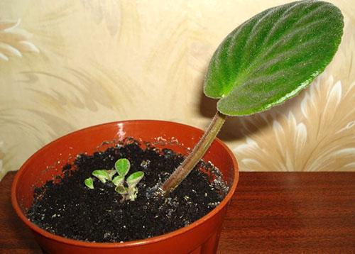 Una hoja enraizada se ha apoderado y se desarrolla una nueva flor.