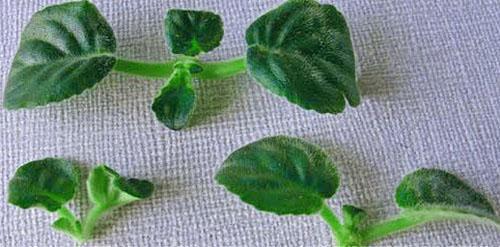 Les plantes avec un système racinaire sain sont transplantées