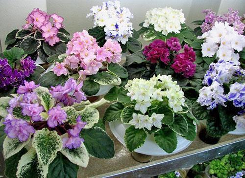 Violettes panachées