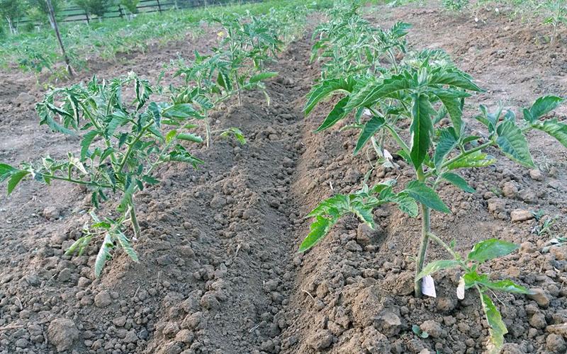 buttage de tomates