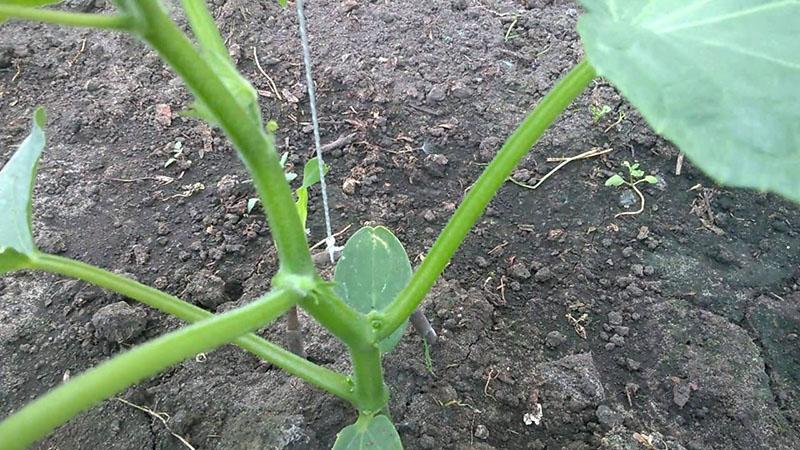 cultures de citrouilles