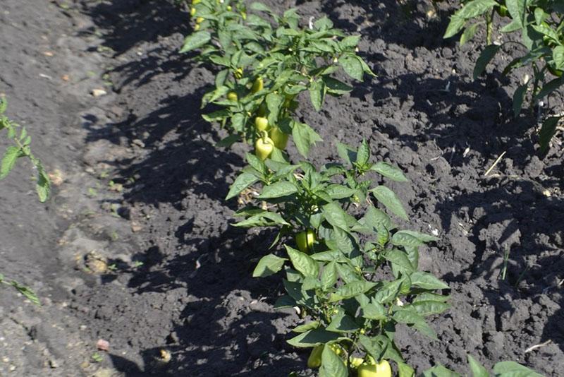 hilling plantas de pimiento